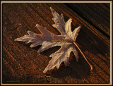  Frosted Leaf<br>by Lucy