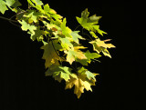 Falling leaves<br> by John Chandler