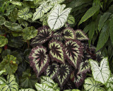 Tropical Leaves<br> by Sharon Engstrom.jpg