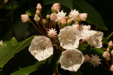 Mountain Laurel