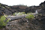 Vegetation trying to get a foot hole in this Lava field.