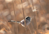 Long-Tailed Tit