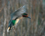 Green-Winged Teal