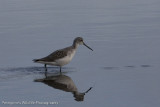 Common Greenshank