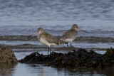 Bar Tailed Godwit