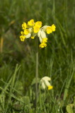 Cowslip at Killard