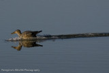 Shoveler