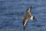 Black Tailed Godwit in Flight