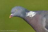 Woodpigeon Portrait