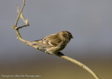 Redpoll