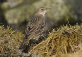 Rock Pipit