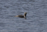 Red Throated Diver