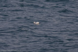 Albino Black Guillemot