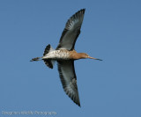 Godwit Overhead