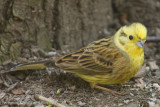 Yellowhammer