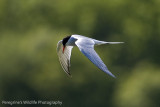 Common Tern