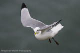 Kittiwake on Updraft