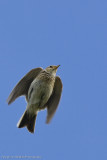 Meadow Pipit