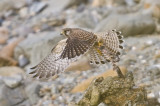 Kestrel