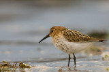 Dunlin