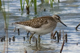 Wood Sandpiper
