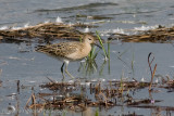 Juvenile Ruff