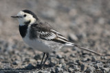 White Wagtail