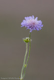 Scabious