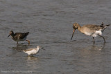 Common Redshank