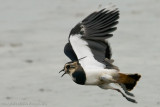 Lapwing