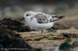 Sanderling