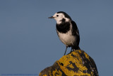 Pied Wagtail