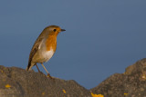 Robin