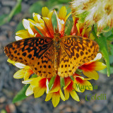 FRITTILARY BUTTERFLY 2503 .jpg