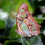 Malachite_1959.jpg