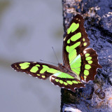 Malachite _1867.jpg