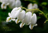 BLEEDING HEART_3719.jpg