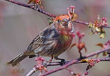 RED FINCH4202.jpg