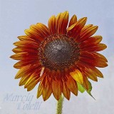 SUNFLOWER-8008-.jpg