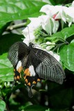 BUTTERFLY-18-1.jpg