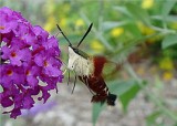 HUMMINGBIRD MOTH (Sphinx) 0185 .jpg