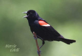 REDWING BLACKBIRD-6253.jpg