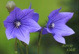 BALLOON FLOWER -8410.jpg