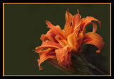 KWANZO DOUBLE DAYLILY-8391-.jpg