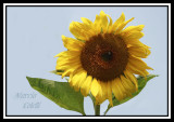SUNFLOWER---9916.jpg