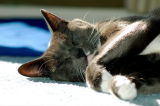 Diego sleeping and sunning