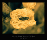 _5061515split tone small.jpg