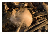 Goose Feather_520a