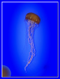 Jellyfish_308b