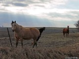 Three Horses   by GaryT